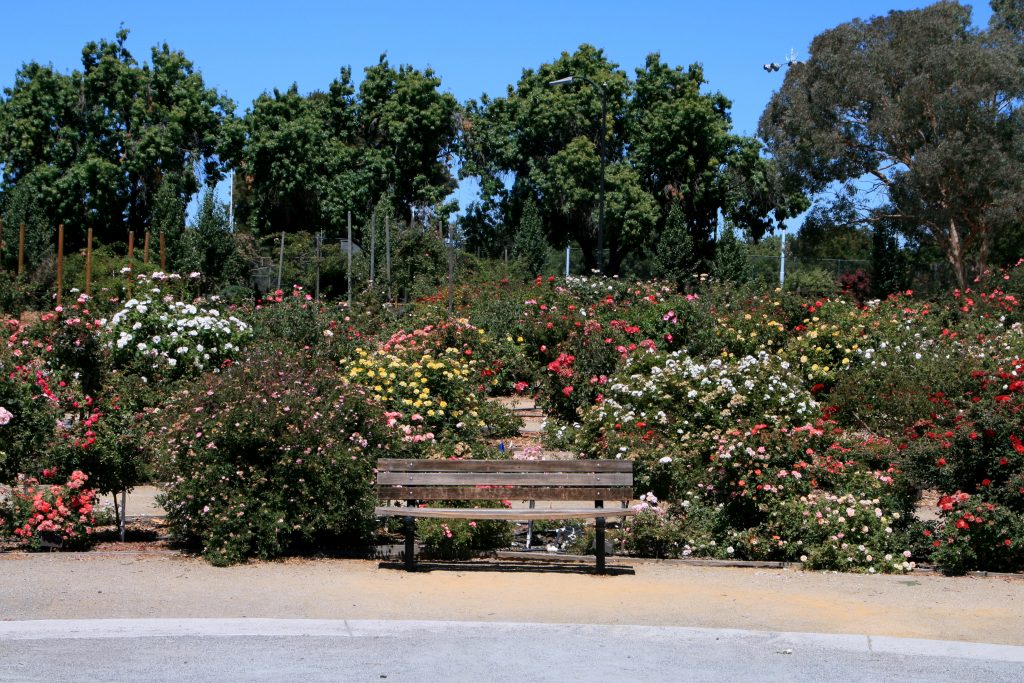 San Jose Municipal Rose Garden