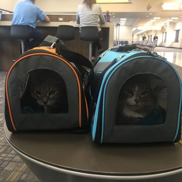 Flying with a Cat 101: Traveling with Pets on an Airplane