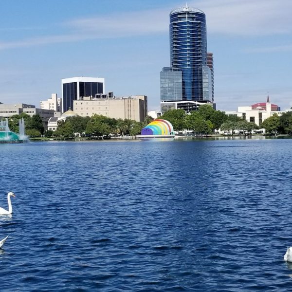 swans swimming in a lake