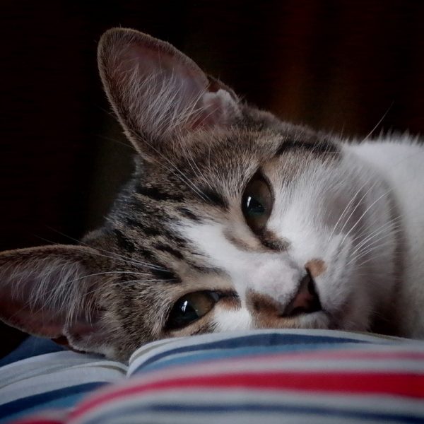 a cat lying on a blanket