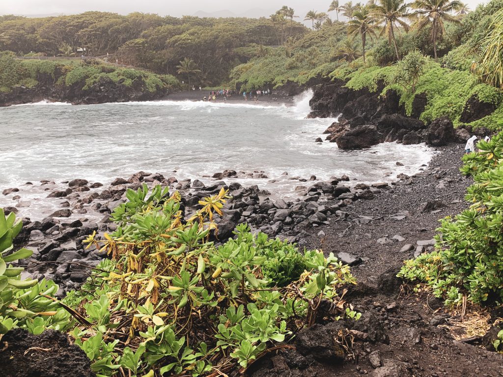 a rocky beach with trees and bushes