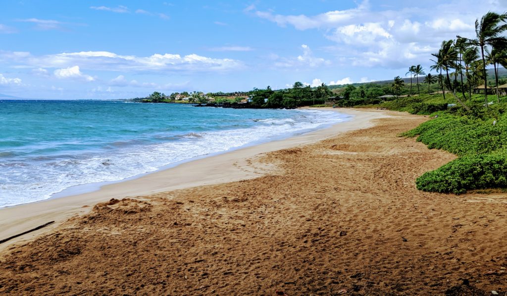 a sandy beach with trees and water