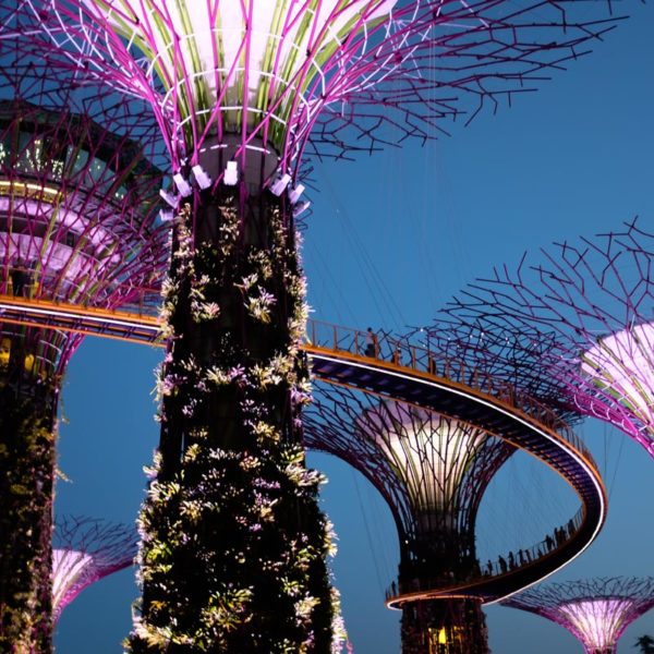 Supertree Grove at Gardens By the Bay in Singapore