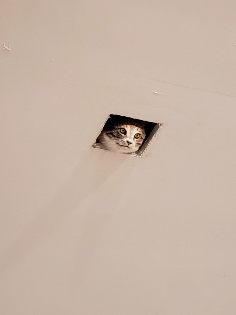 a cat looking through a square hole in a ceiling