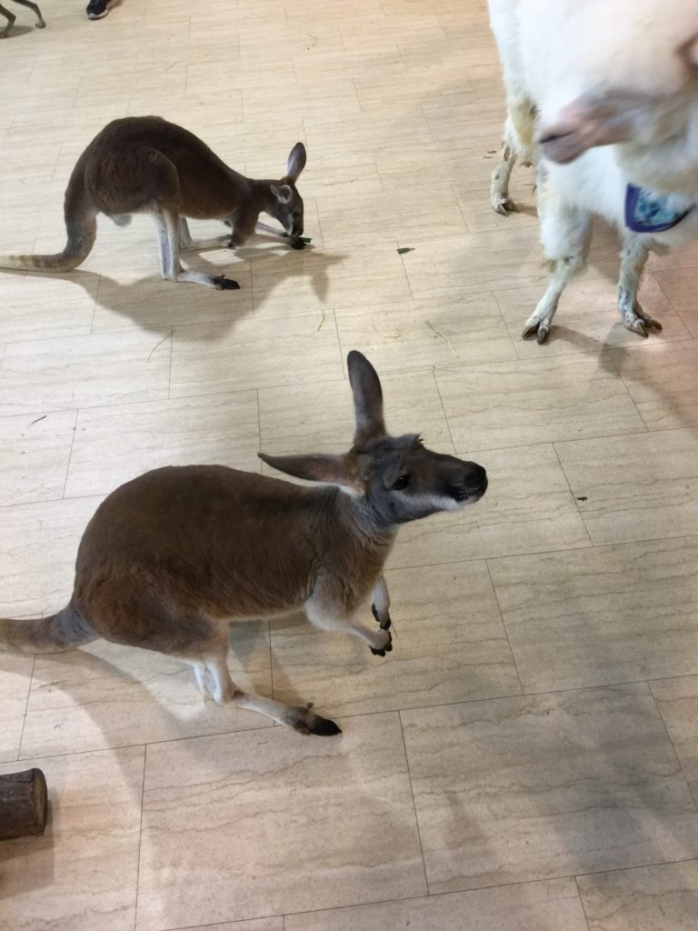 a group of kangaroos on a wood floor