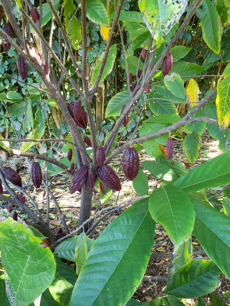 Cacao pods growing on a tree at Waialua Estate Coffee and Chocolate