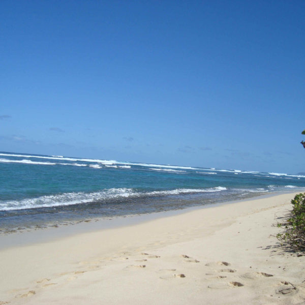 a beach with palm trees and blue water