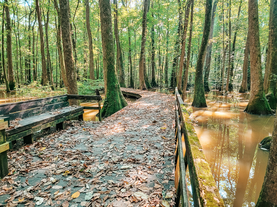 a wooden bench in a forest