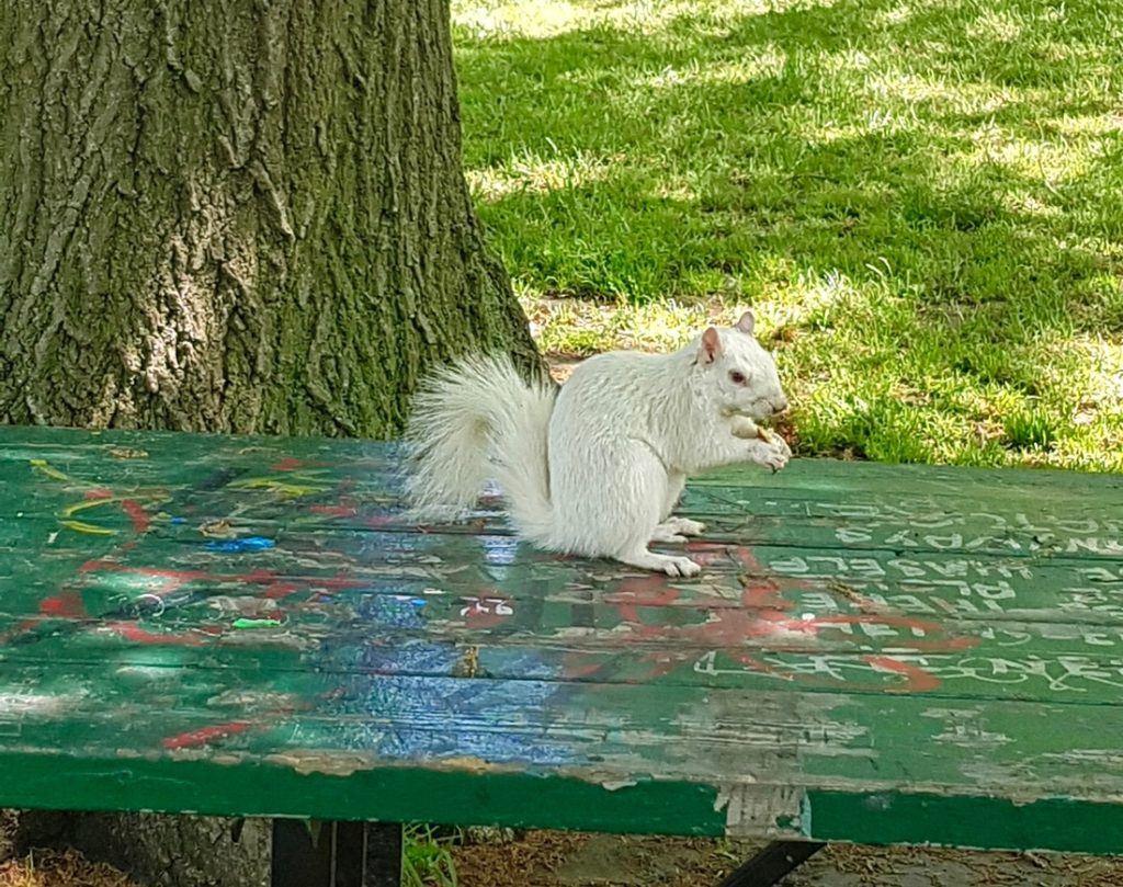 a white squirrel on a picnic table