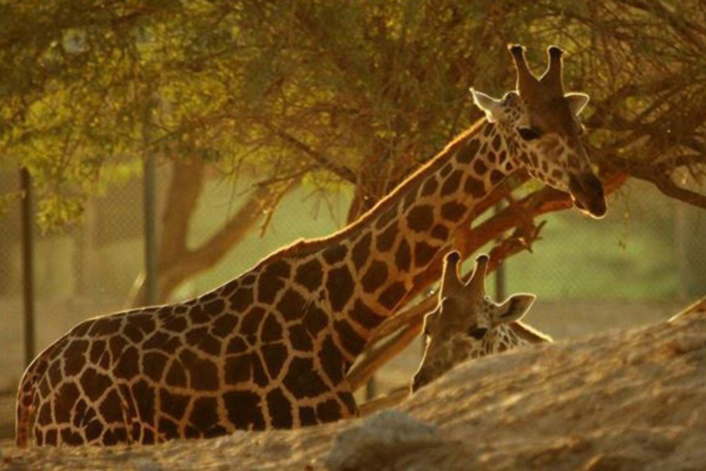 two giraffes in a zoo exhibit