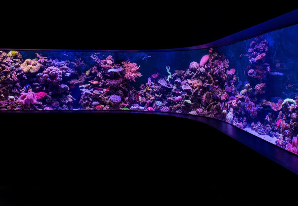 ripleys aquarium toronto after five