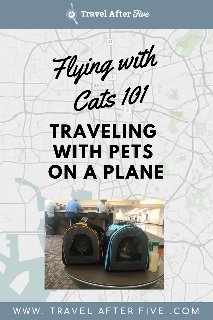 Flying with a Cat 101: Traveling with Pets on an Airplane